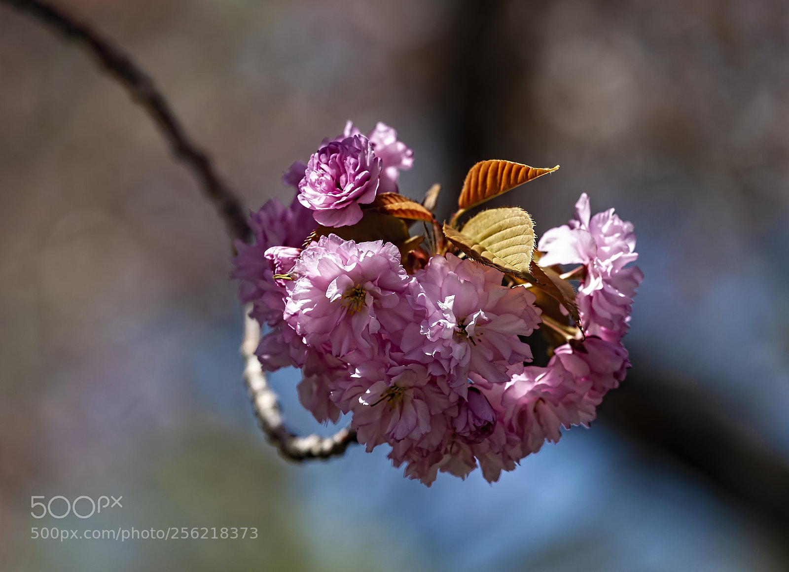 Canon EOS 5D Mark II sample photo. Cherry blossoms photography