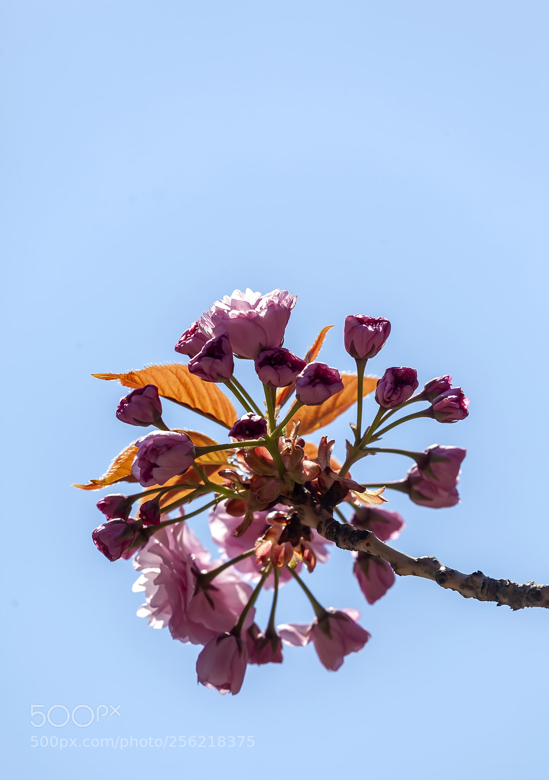 Canon EOS 5D Mark II sample photo. Cherry blossoms photography