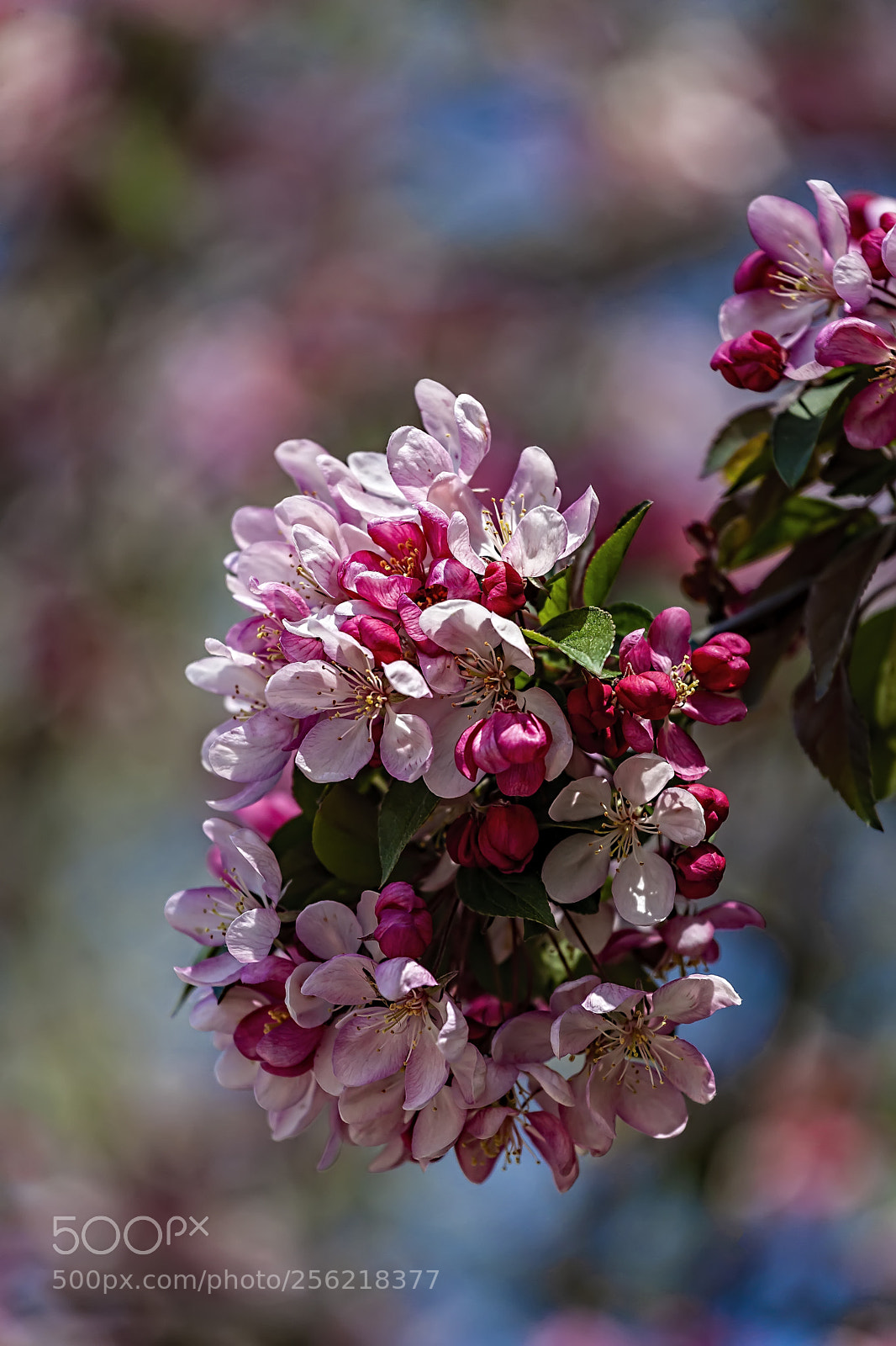 Canon EOS 5D Mark II sample photo. Cherry blossoms photography