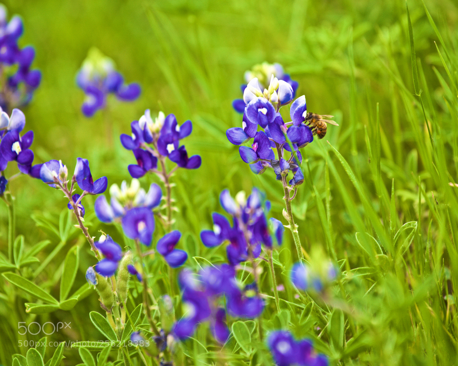 Canon EOS 5D Mark II sample photo. Busy bee photography