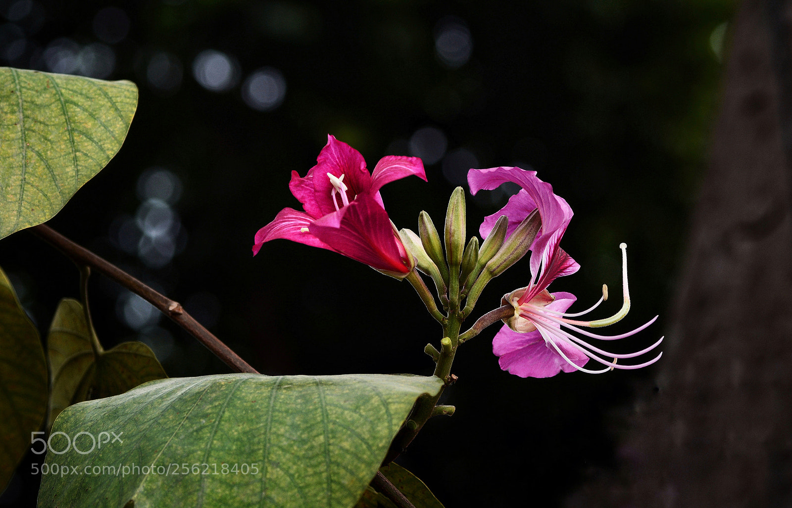 Nikon D7100 sample photo. Untitled photography