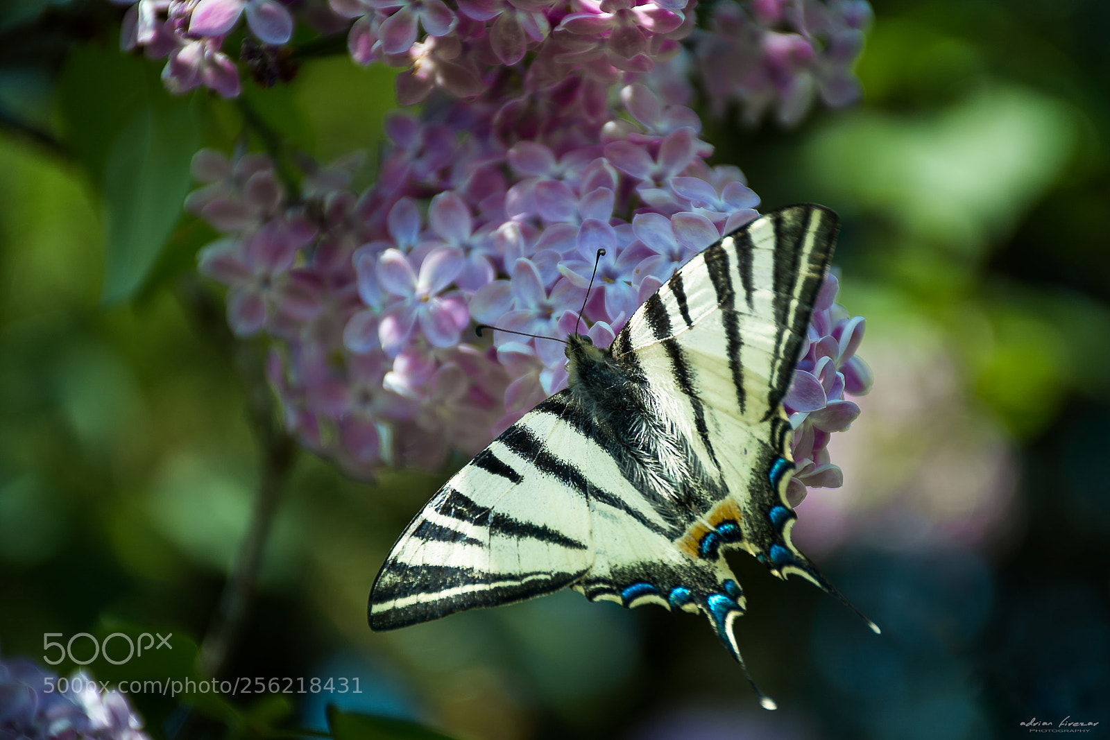 Nikon D5200 sample photo. Papilio glaucus on a photography