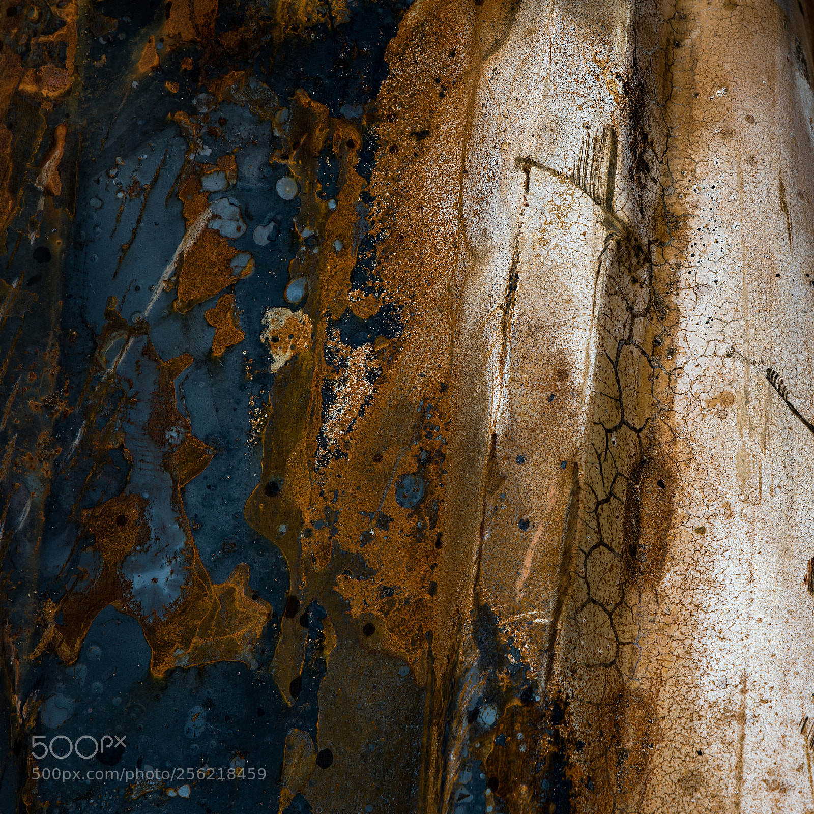 Nikon D750 sample photo. Dragon`s skin... photography
