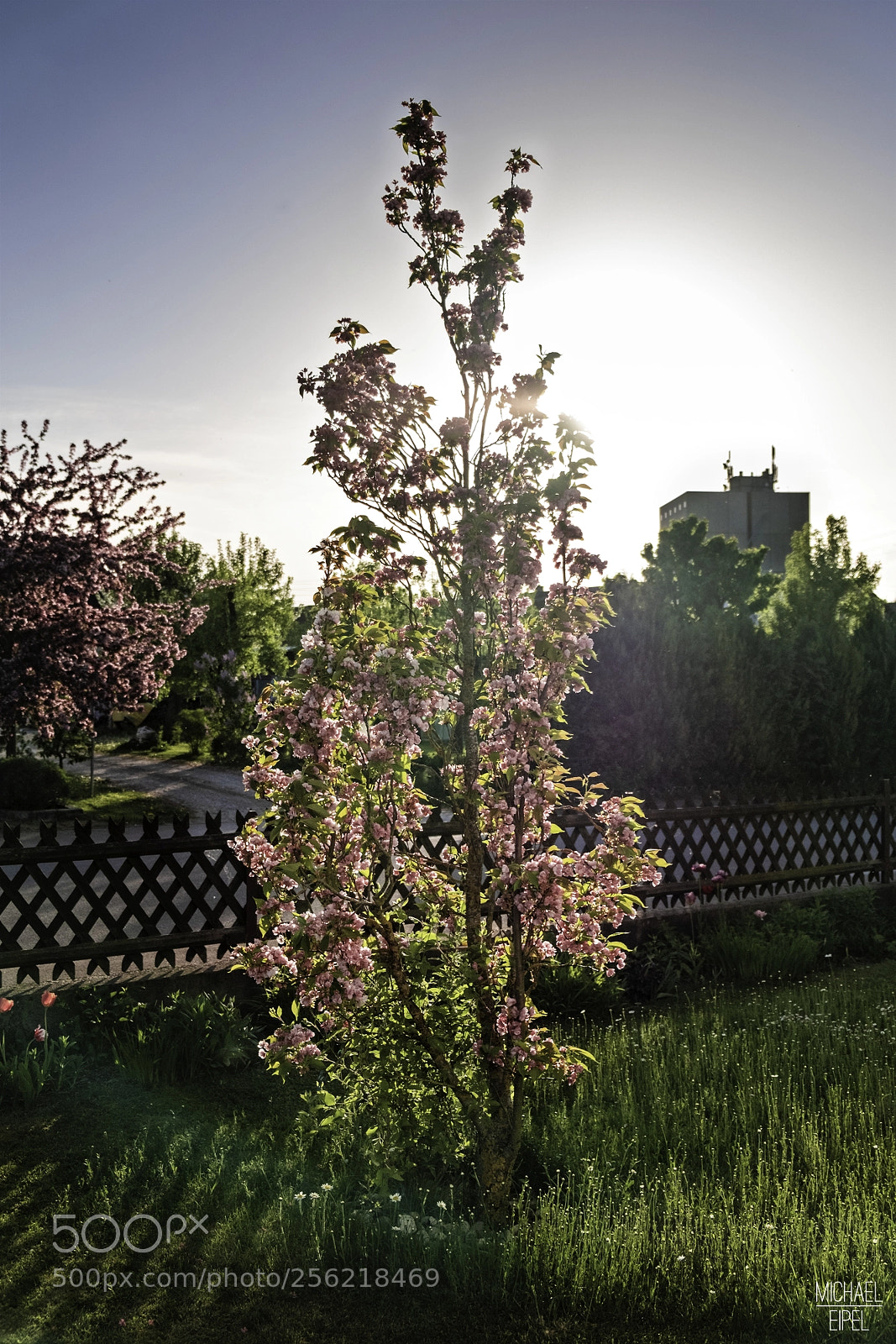 Fujifilm X-T2 sample photo. Spring photography