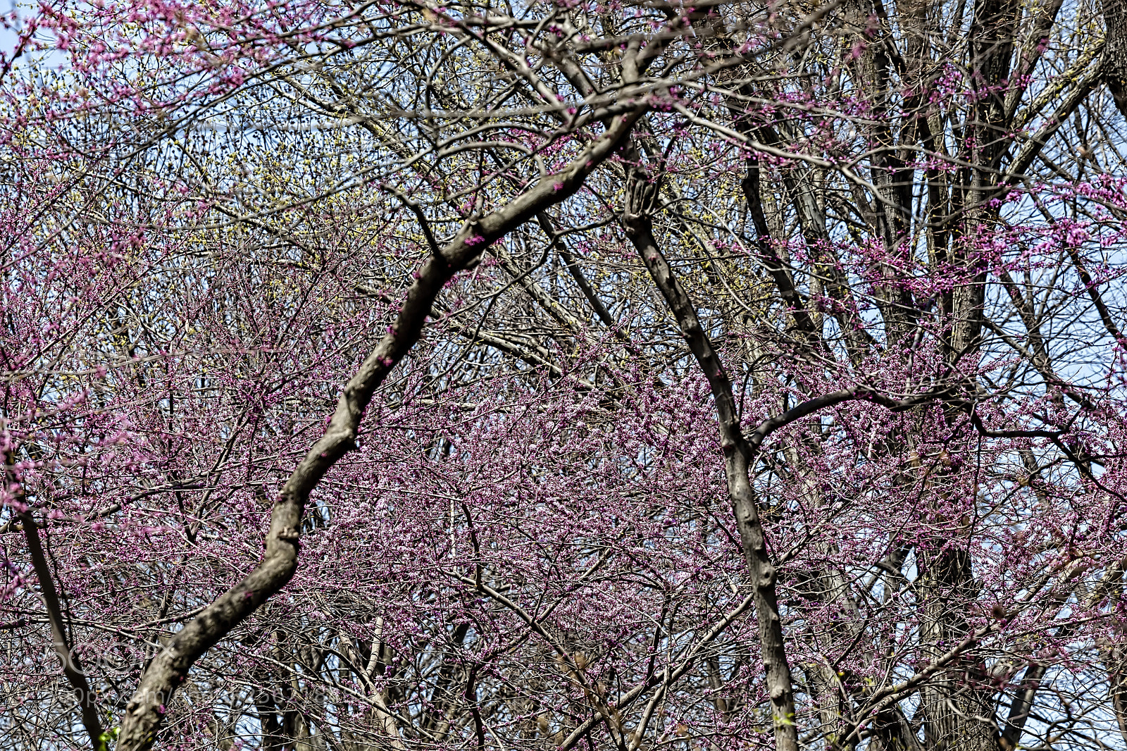Canon EOS 5D Mark II sample photo. Spring foliage photography
