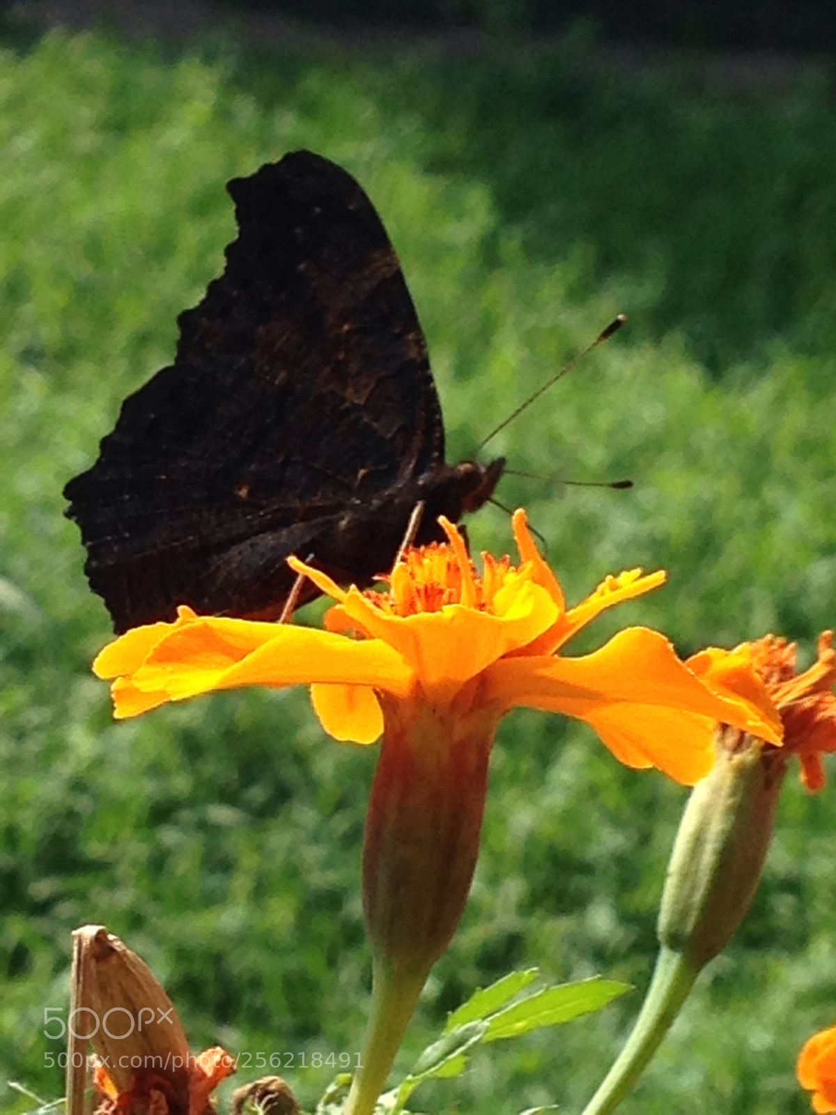 Apple iPhone 5c sample photo. Butterfly  photography