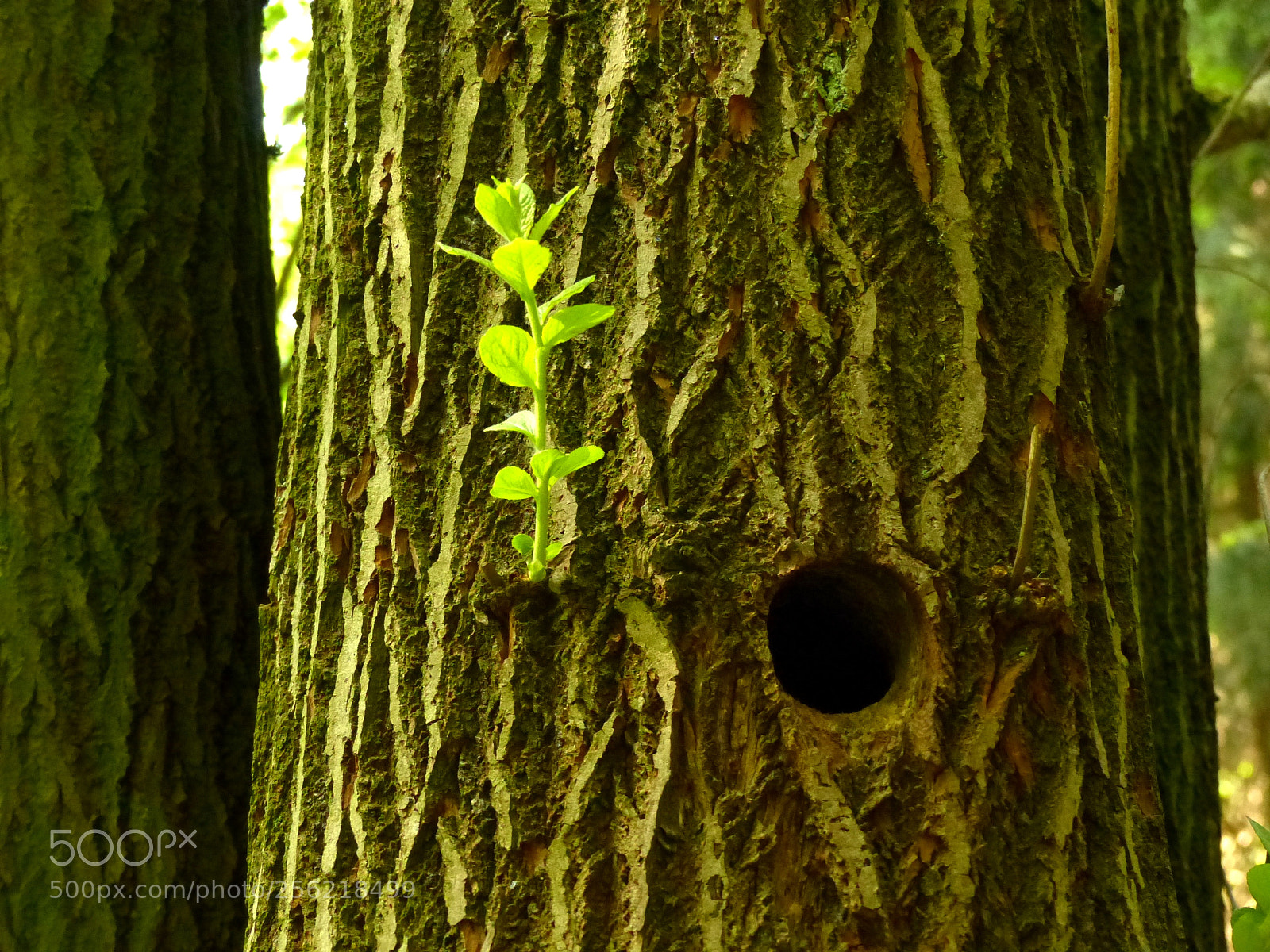 Panasonic Lumix DMC-FZ200 sample photo. Untitled photography