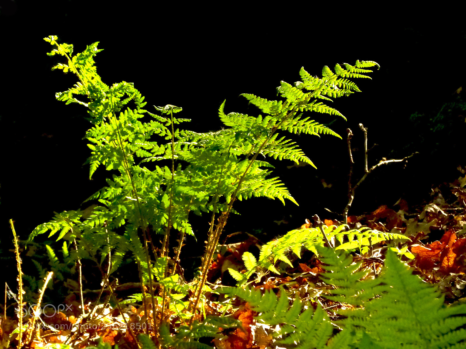Panasonic Lumix DMC-FZ200 sample photo. Untitled photography
