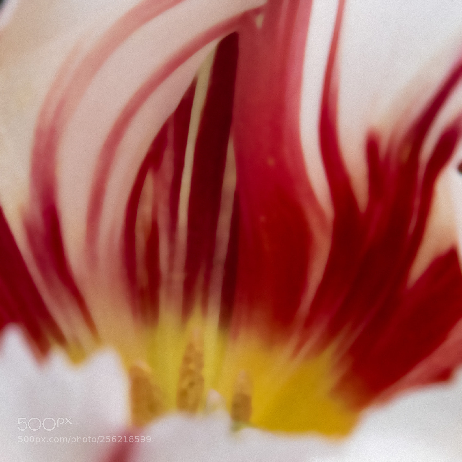 Nikon D750 sample photo. Tulip abstract photography