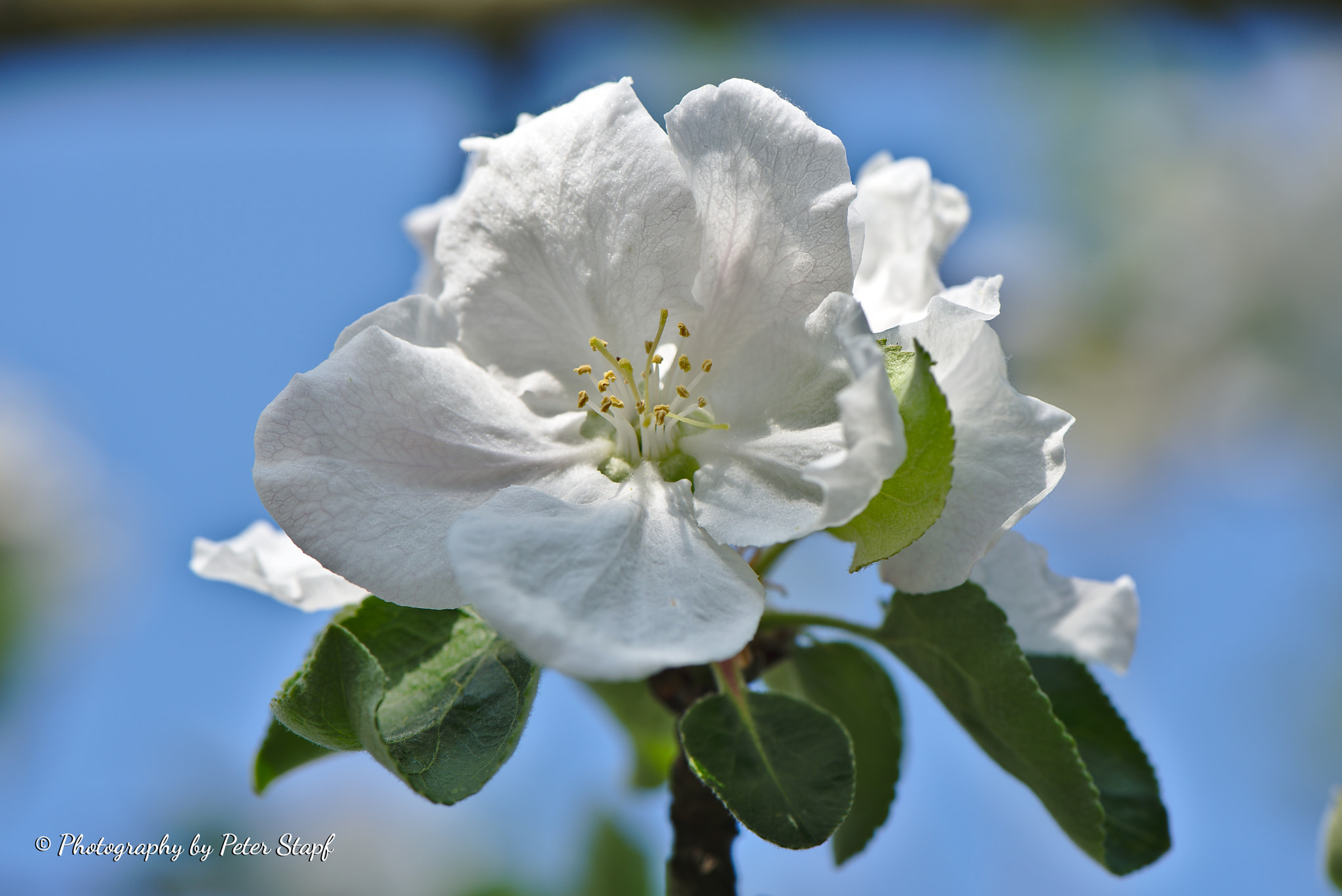 Nikon AF-S Micro-Nikkor 105mm F2.8G IF-ED VR sample photo. Apfelblüte photography