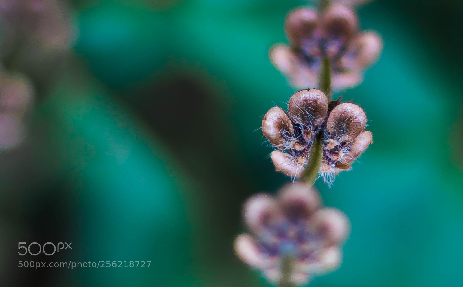 Canon EOS 70D sample photo. Macrovive photography