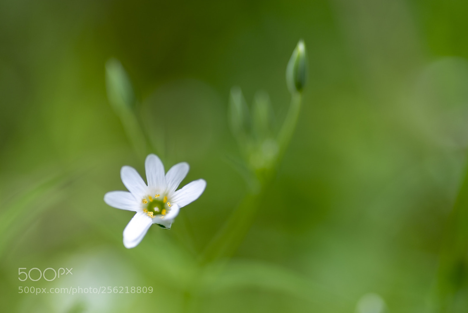 Pentax K-1 sample photo. Stellaria holostea photography