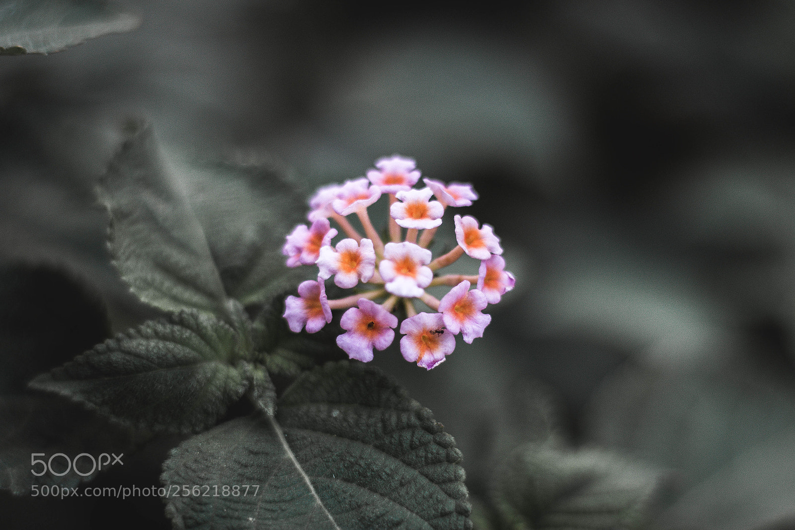 Canon EOS 70D sample photo. Fresh photography