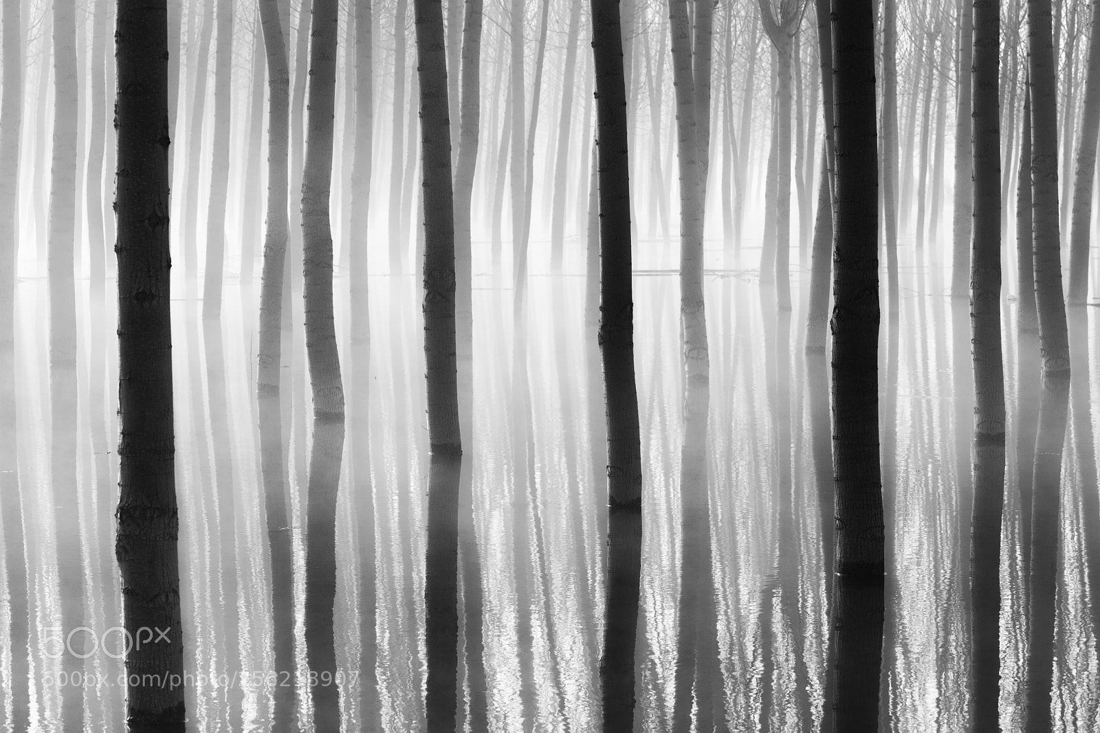 Canon EOS 5D Mark II sample photo. Trapped photography
