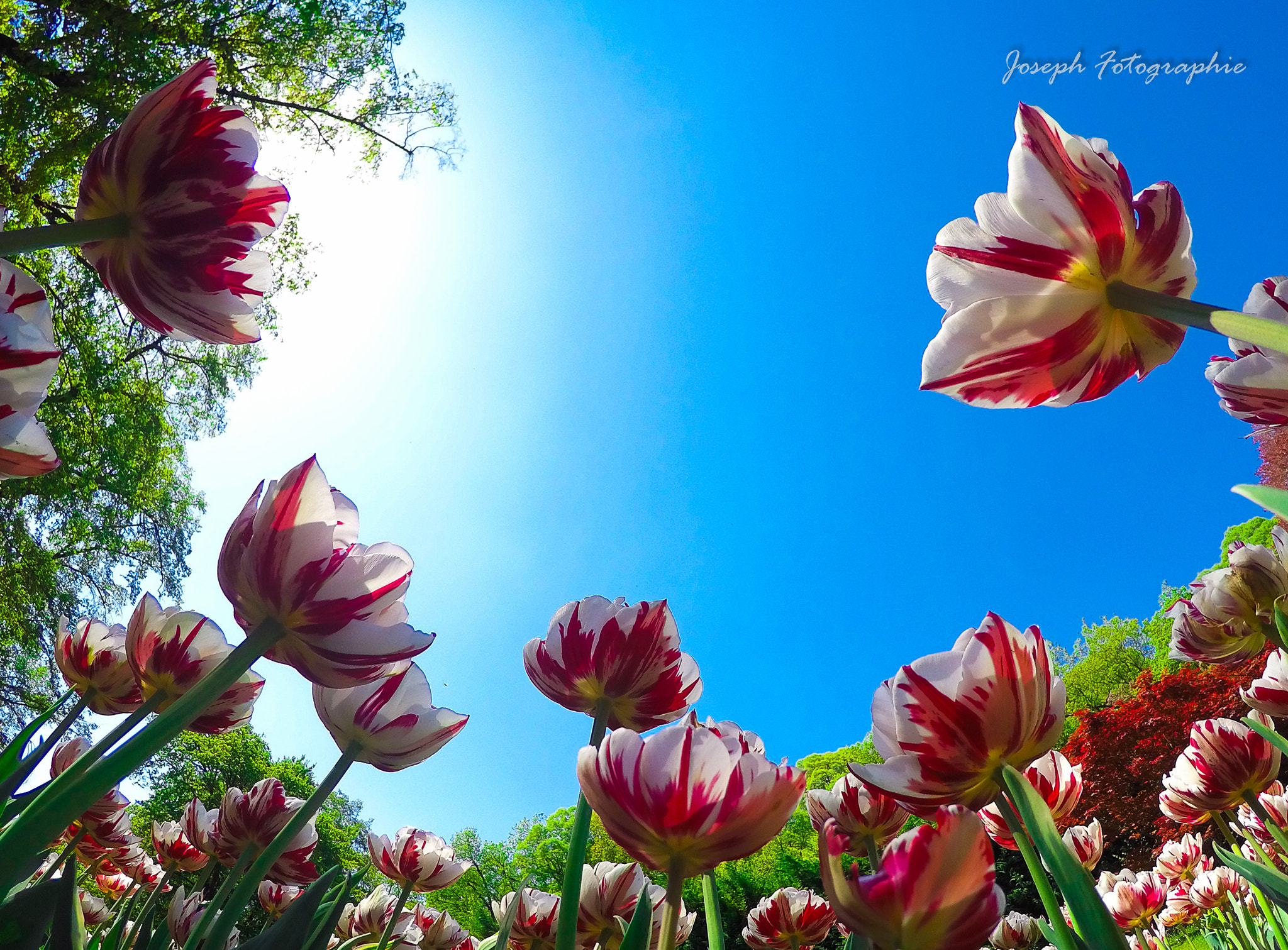 GoPro HERO4 Black sample photo. Tulips multi color photography