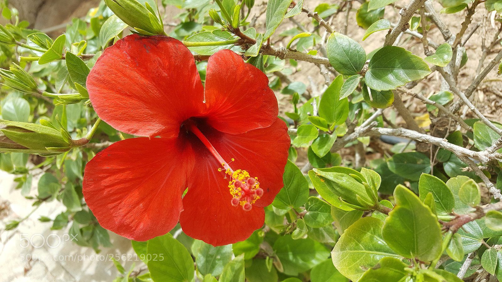 Samsung GALAXY S6 edge sample photo. Flower photography
