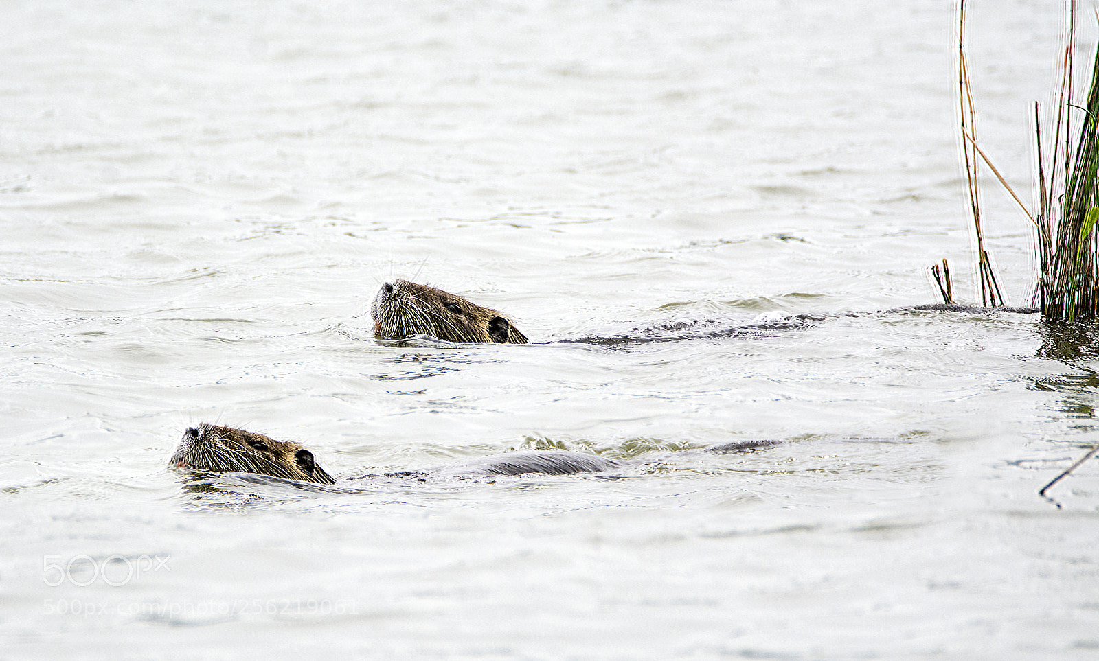 Nikon D7100 sample photo. Olympic swimming photography
