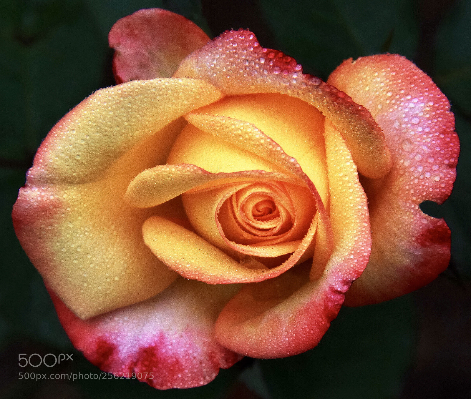 Canon EOS 50D sample photo. After  the   rain photography