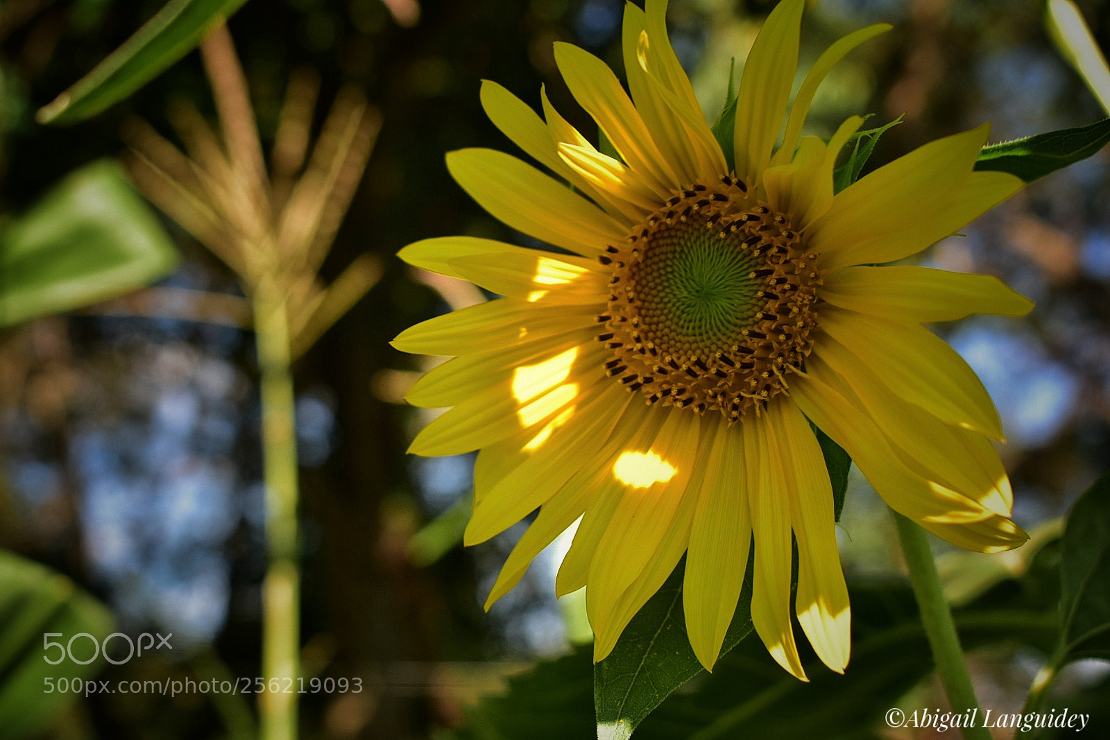Nikon D3400 sample photo. Girasol photography