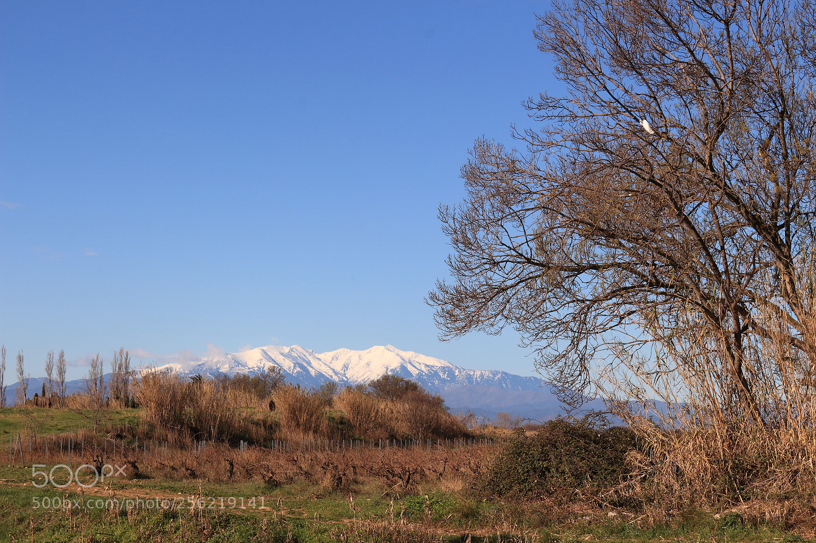 Canon EOS 700D (EOS Rebel T5i / EOS Kiss X7i) sample photo. Arbre oiseau mt canigou photography