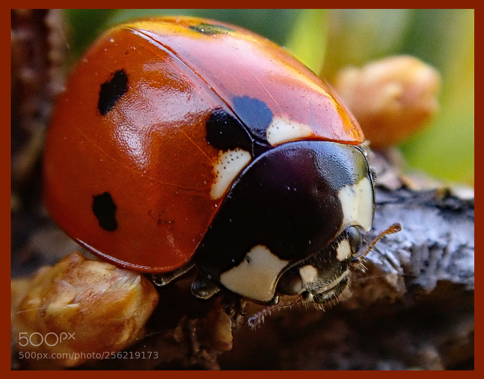 Olympus TG-5 sample photo. Ladybug photography