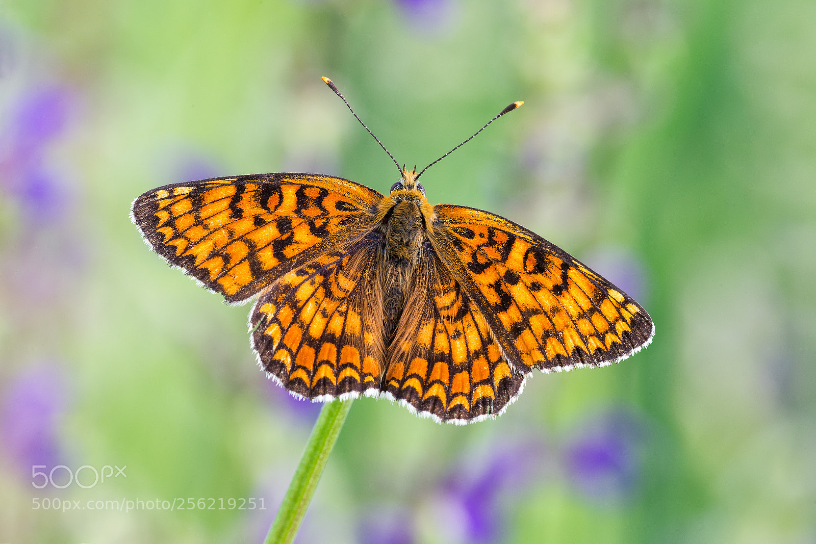 Canon EOS 6D sample photo. Melitaea didyma photography