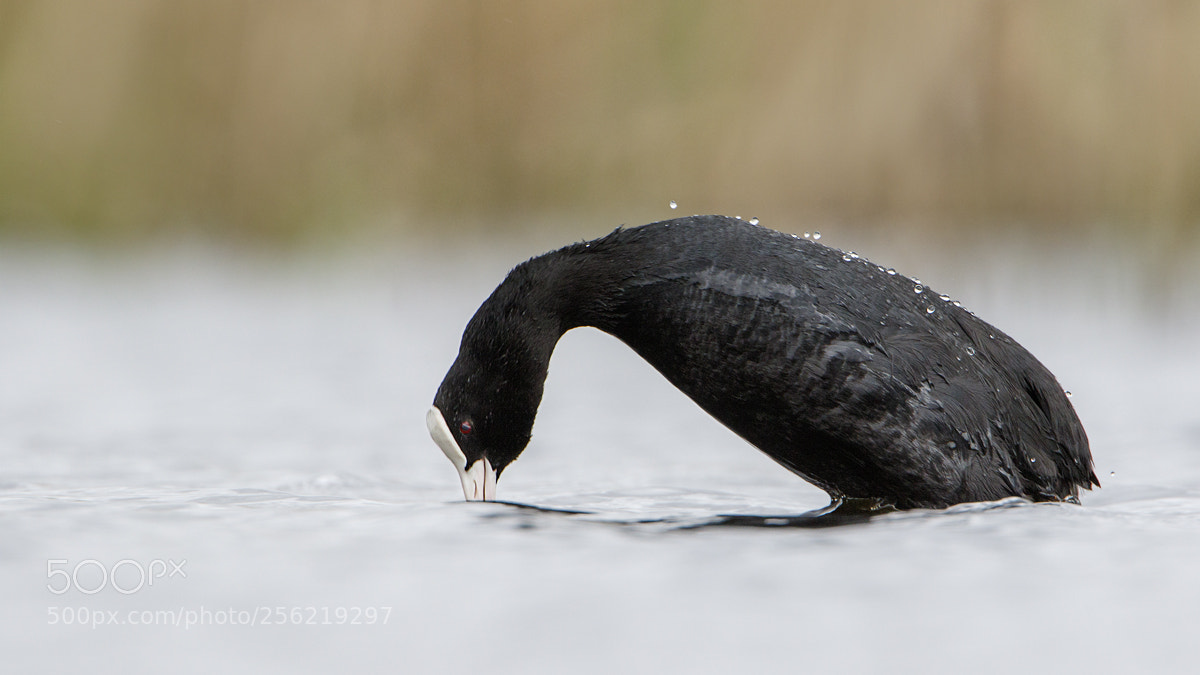 Canon EOS 7D Mark II sample photo. Eurasian coot photography