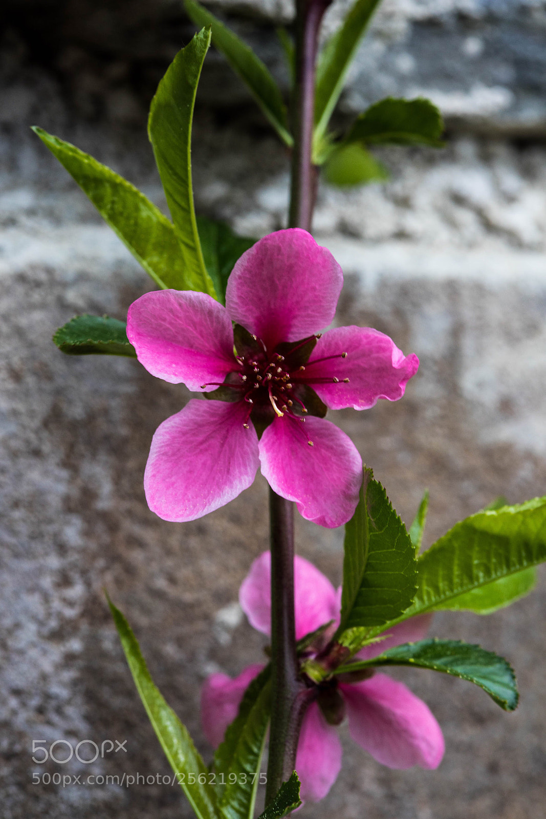 Canon EOS 5D Mark IV sample photo. Spring in front of photography