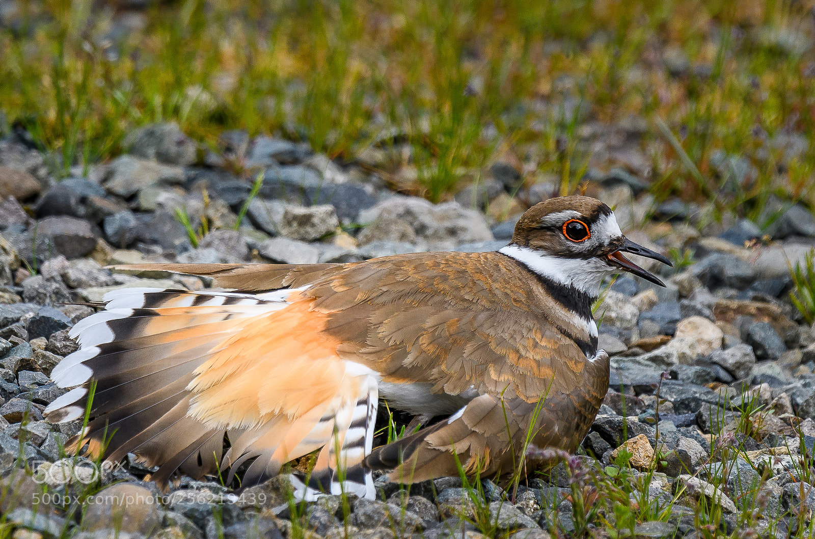 Nikon D500 sample photo. Killdeer muse photography