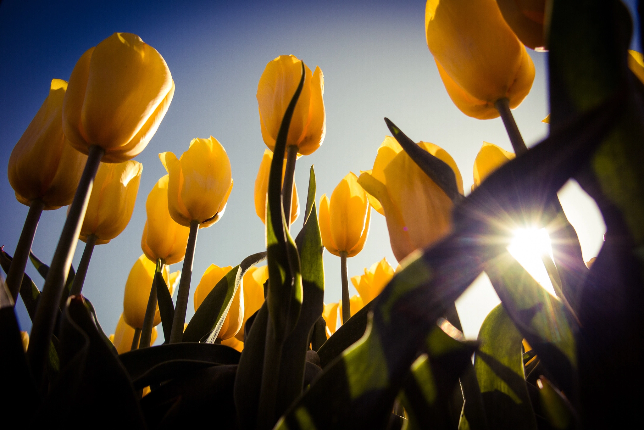 Canon PowerShot G1 X Mark II sample photo. Tulpen photography