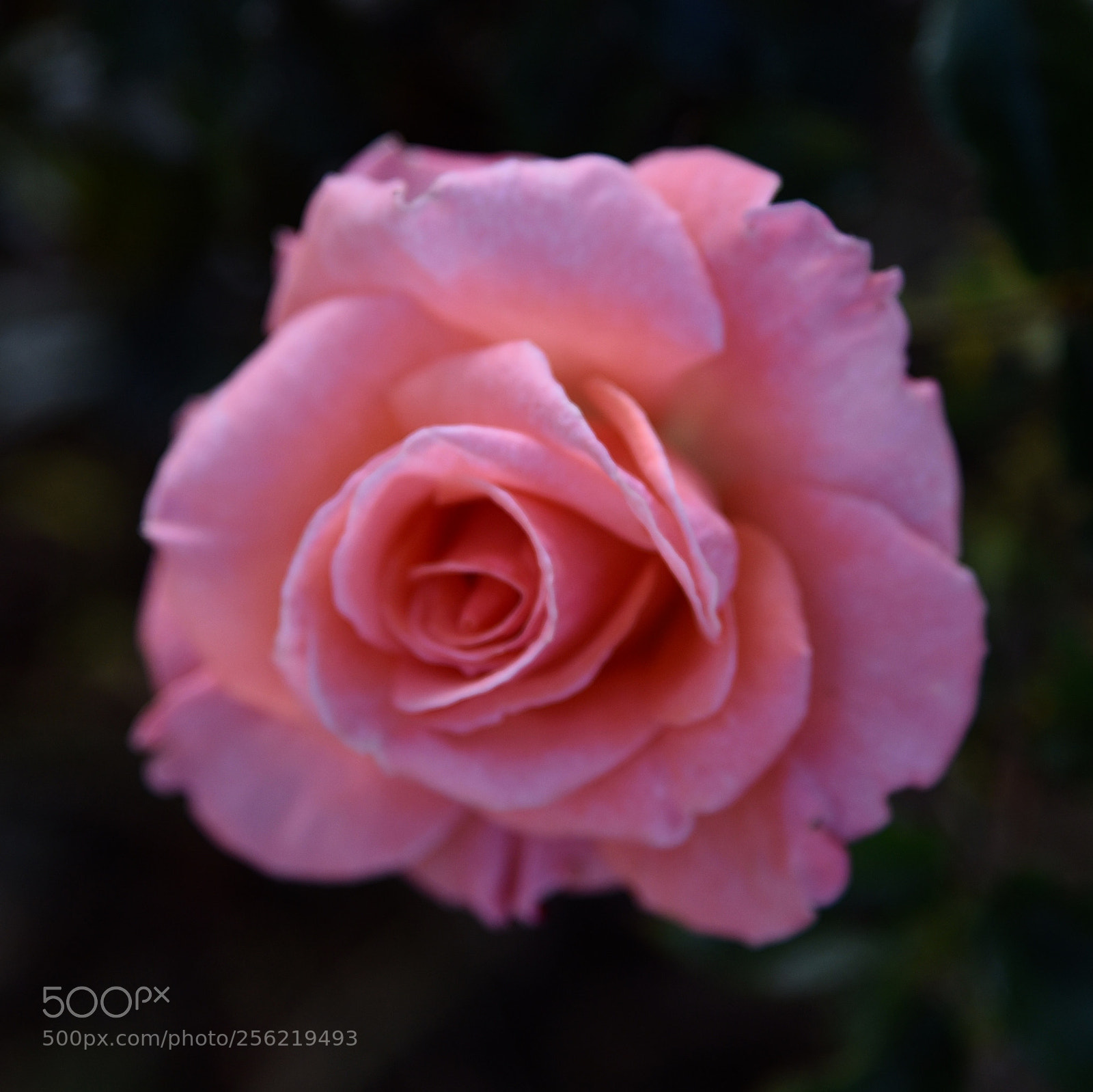 Nikon D750 sample photo. Pink rose photography