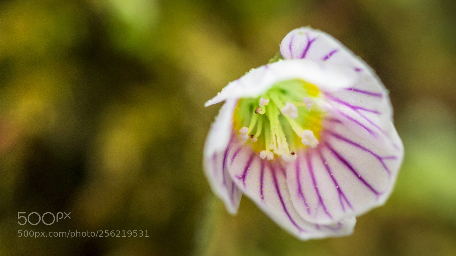 Canon EOS 5D Mark IV sample photo. Frühlingsblumen photography