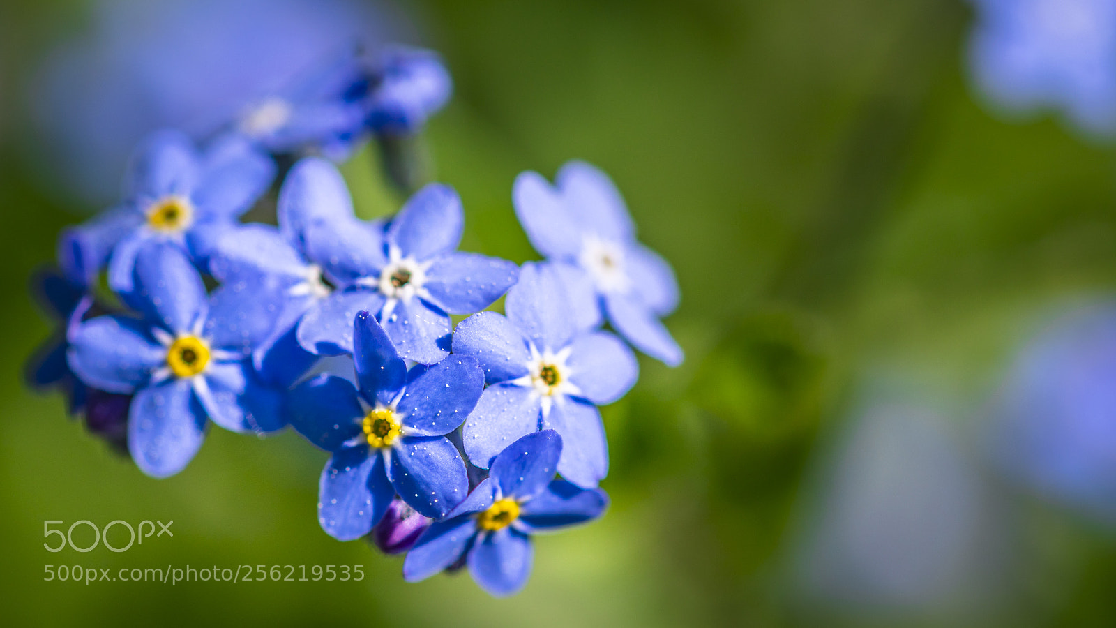 Canon EOS 5D Mark IV sample photo. Frühlingsblumen photography