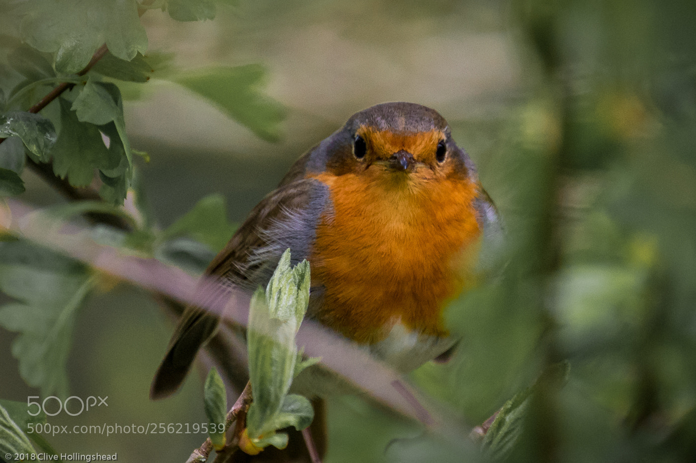 Canon EOS 7D Mark II sample photo. Hiding in the bush photography