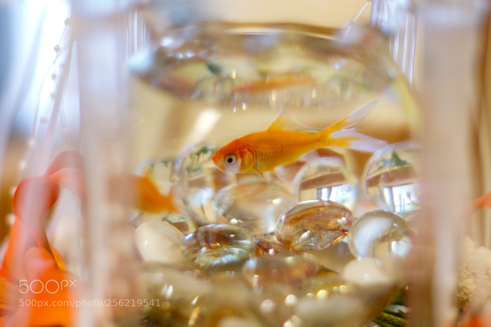 Sony Alpha DSLR-A350 sample photo. Goldfish photography