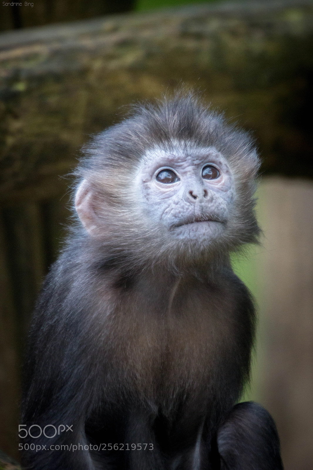Canon EOS 70D sample photo. Cutie photography