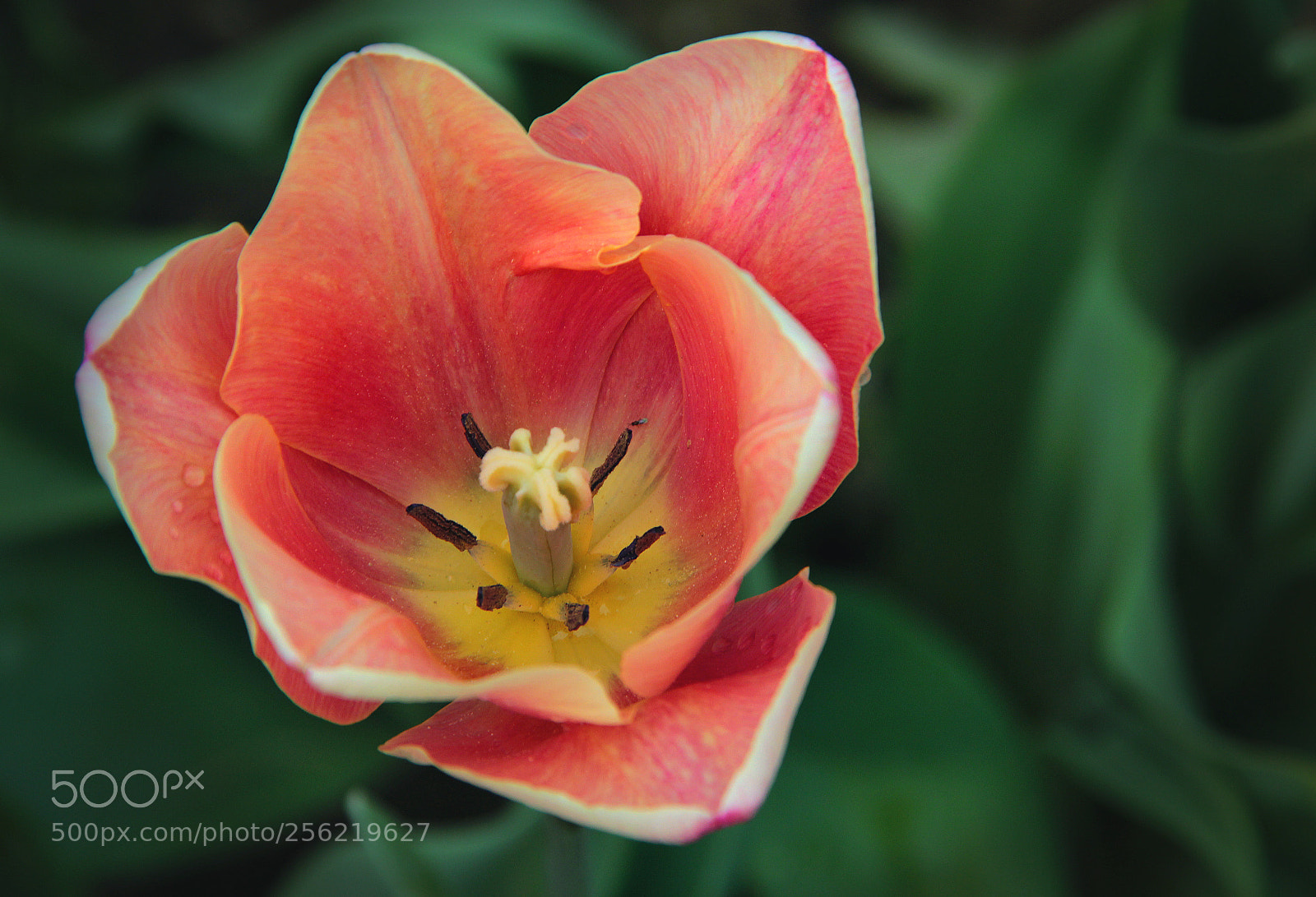 Canon EOS 600D (Rebel EOS T3i / EOS Kiss X5) sample photo. One more tulip photography