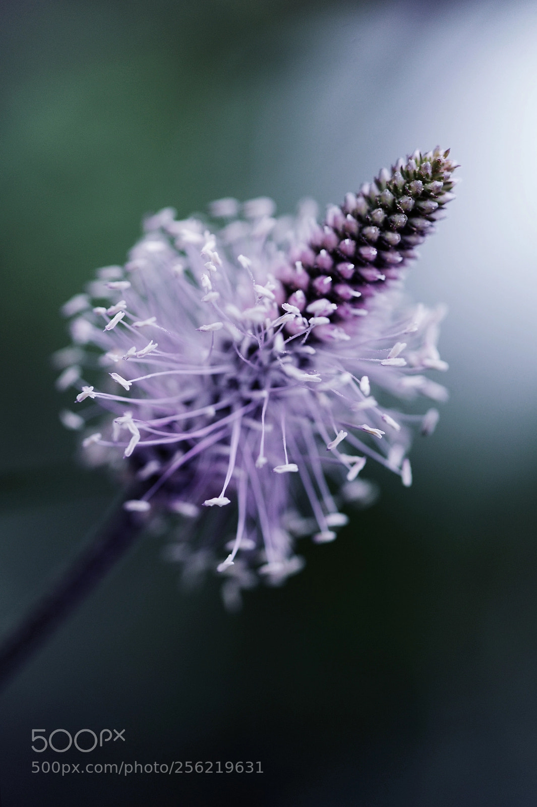 Nikon D700 sample photo. Purple soul photography
