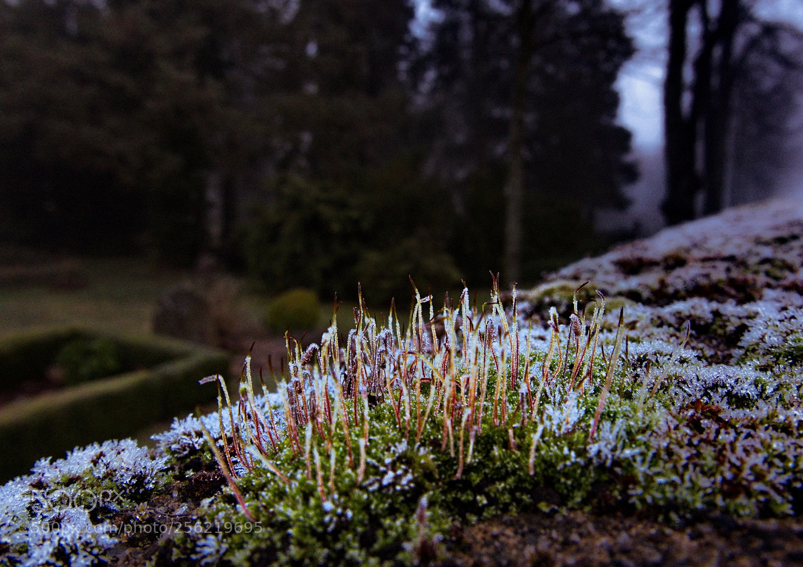 Panasonic Lumix DMC-LX100 sample photo. Cemeterywall photography