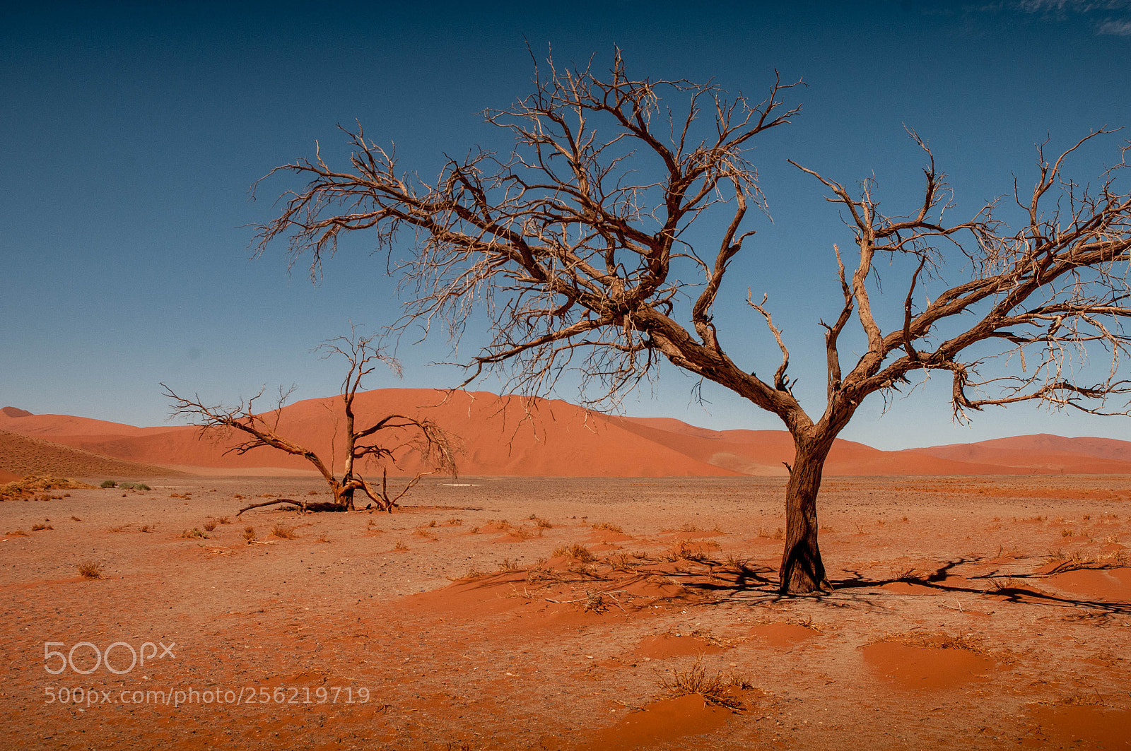 Nikon D300 sample photo. Dead trees in namibian photography