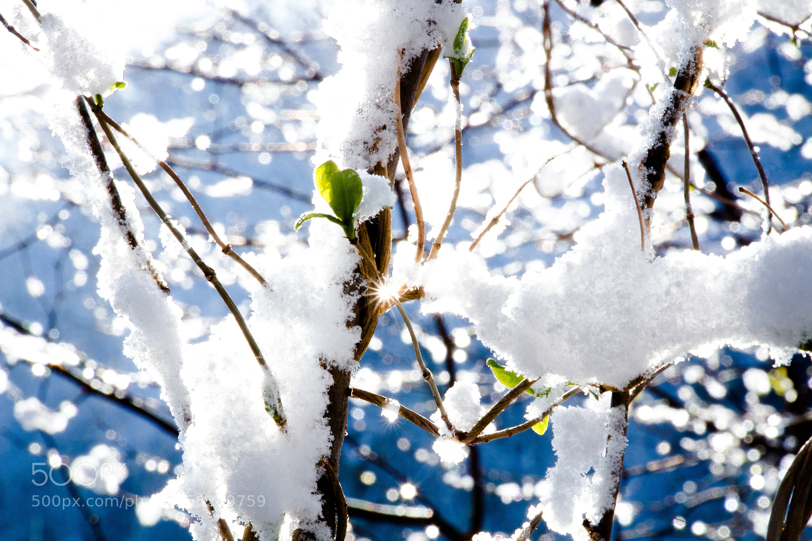 Canon EOS 700D (EOS Rebel T5i / EOS Kiss X7i) sample photo. Winter photography
