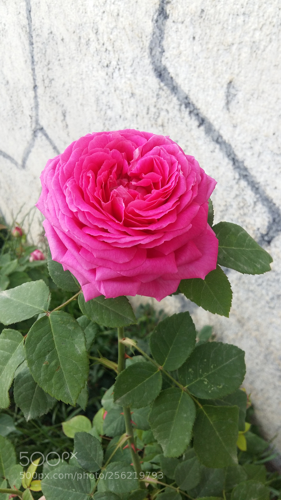 Samsung Galaxy A5 sample photo. Untitled photography