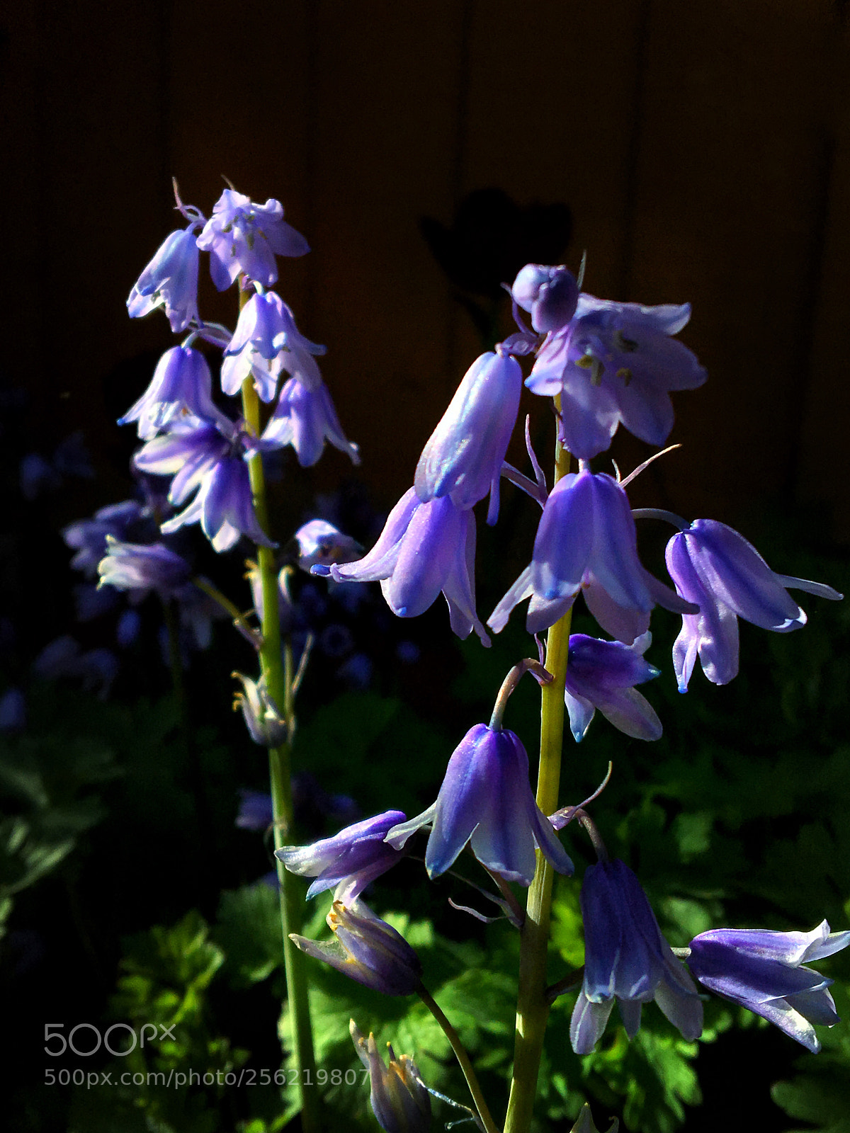 Apple iPhone 6s sample photo. Bluebells photography
