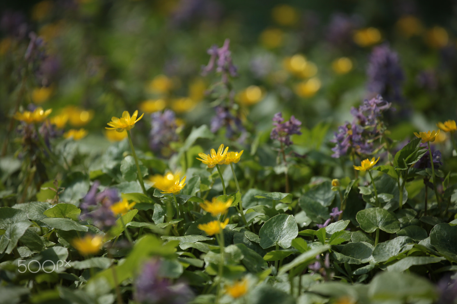 Canon EOS 5D Mark II + Canon EF 70-300mm F4-5.6L IS USM sample photo. A flower clearing photography