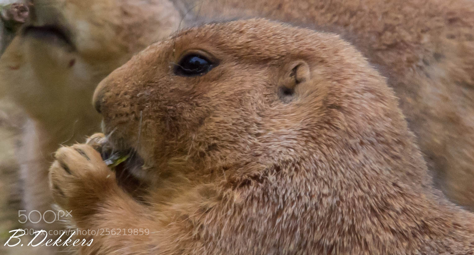 Nikon D7200 sample photo. Amsterdam zoo artis photography