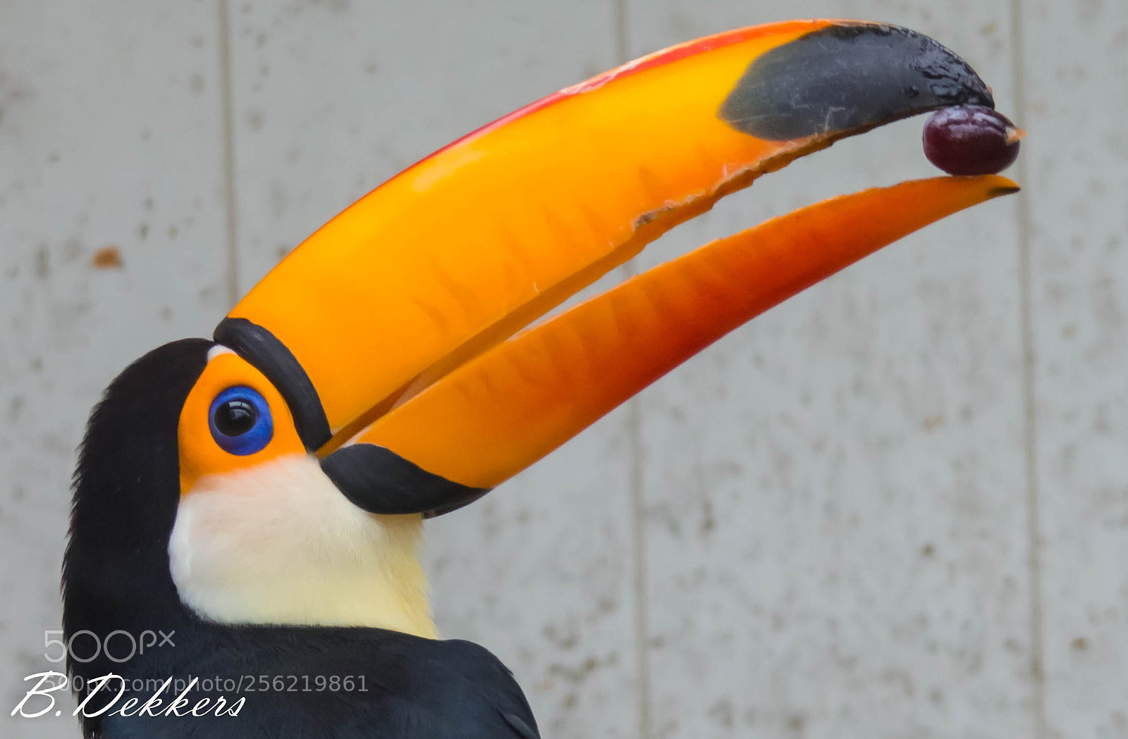 Nikon D7200 sample photo. Amsterdam zoo artis photography