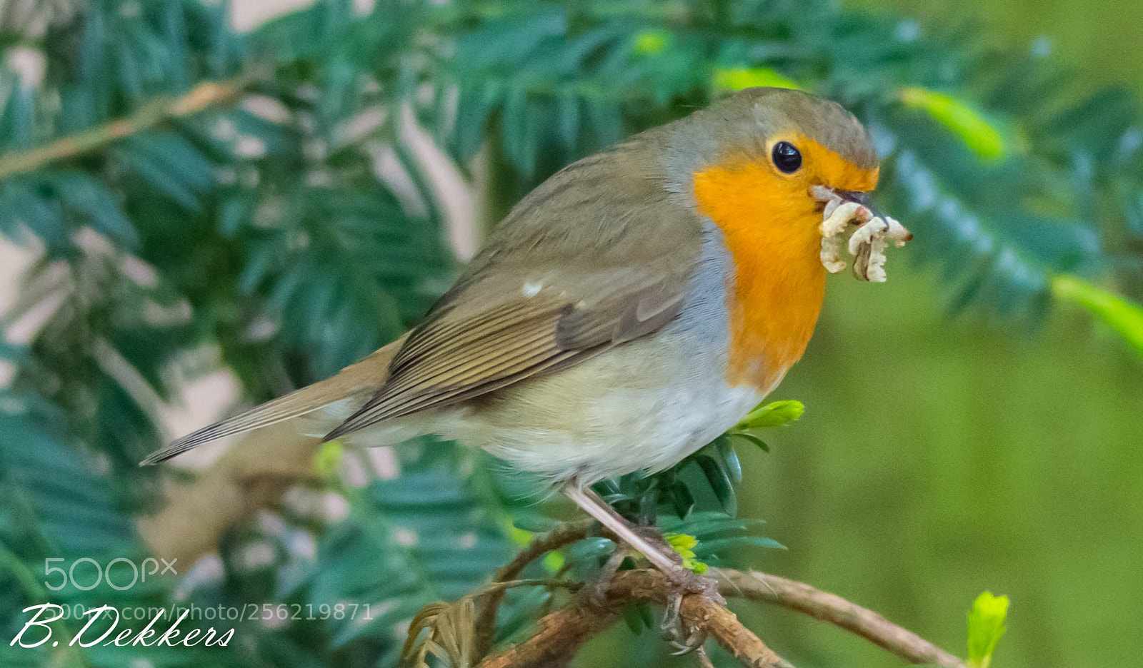 Nikon D7200 sample photo. Amsterdam zoo artis photography