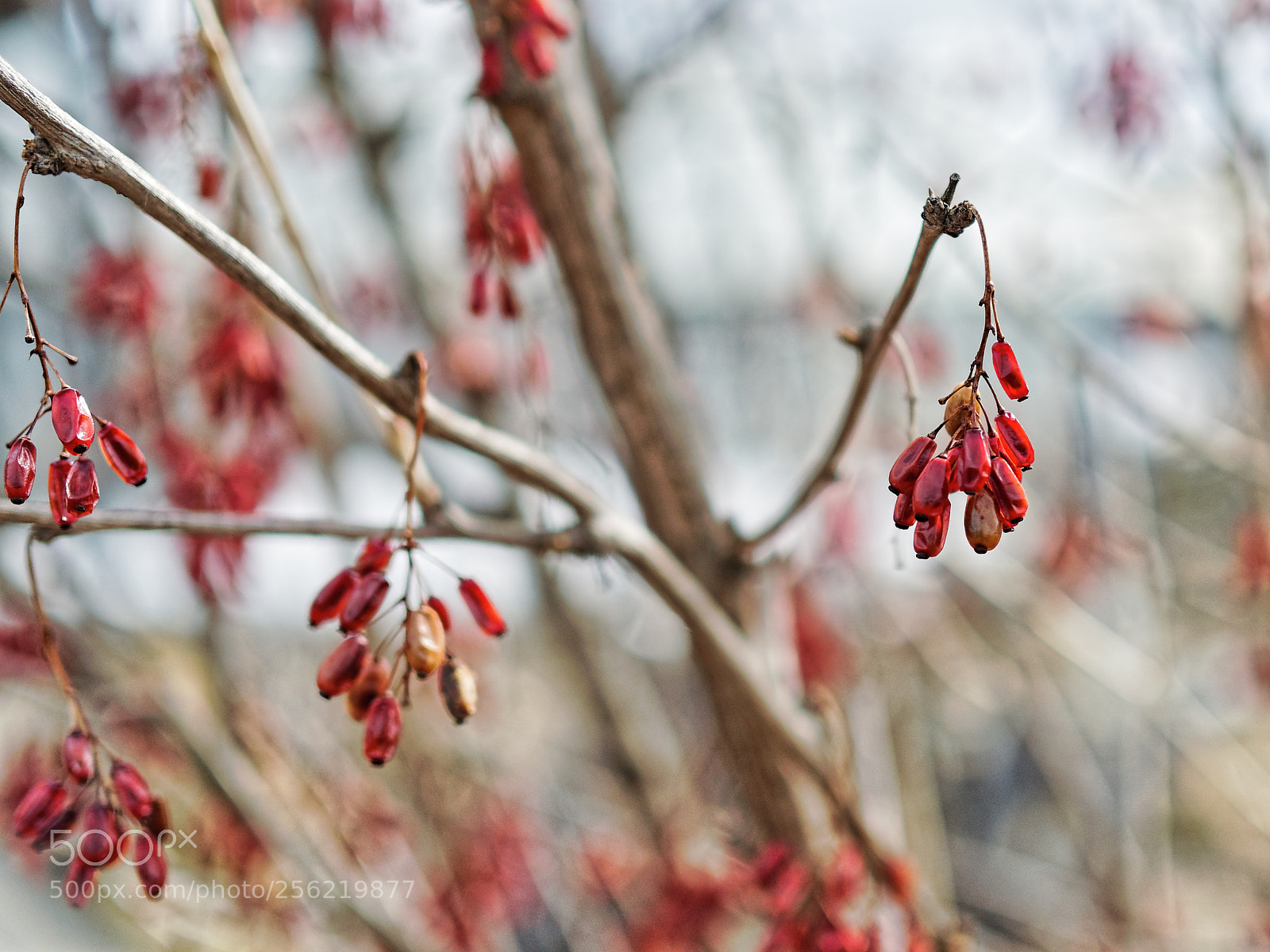 Olympus OM-D E-M10 II sample photo. ... photography