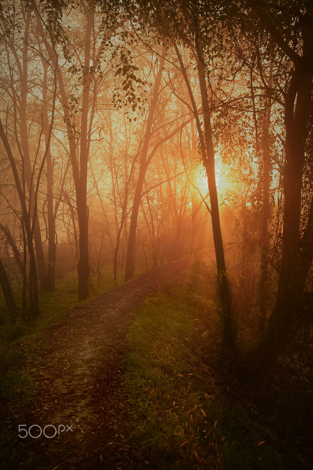 Nikon D5500 sample photo. Autumn light photography