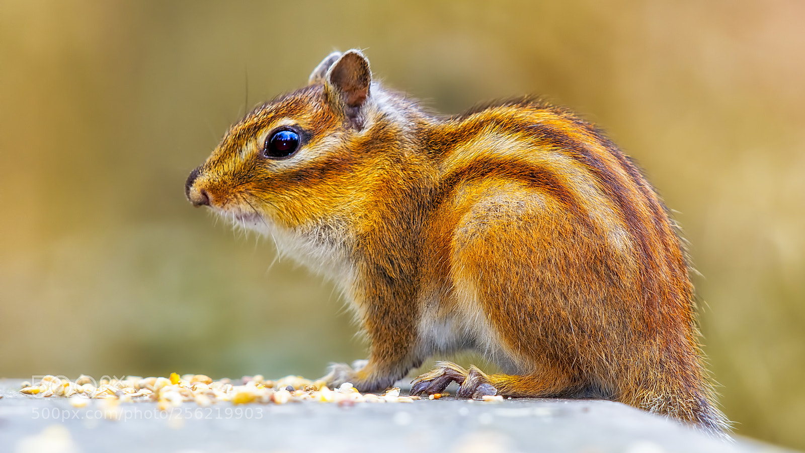 Canon EOS 60D sample photo. Squirrel in a park photography